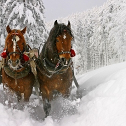 horse-snow-sled-sledding